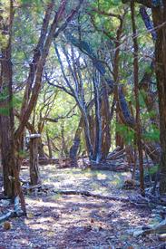 Austin Arts